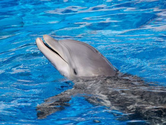Wild dolphin