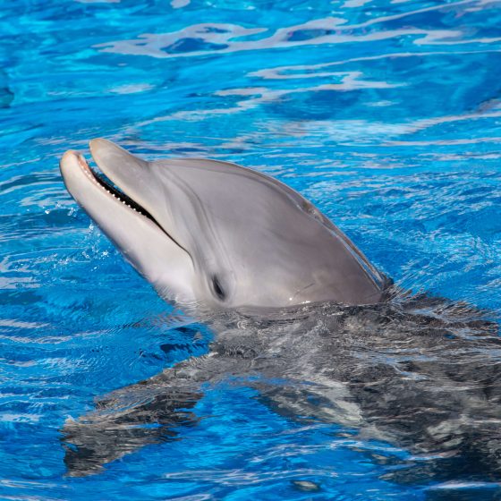 Wild dolphin