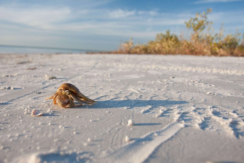 Florida's seaside