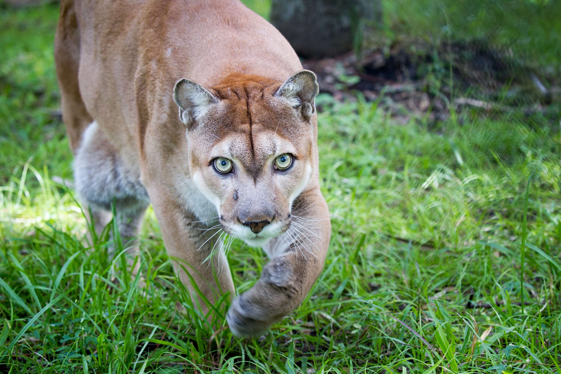 Florida panther