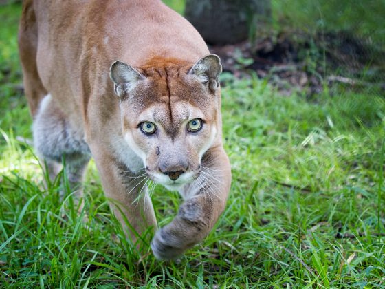 Florida panther