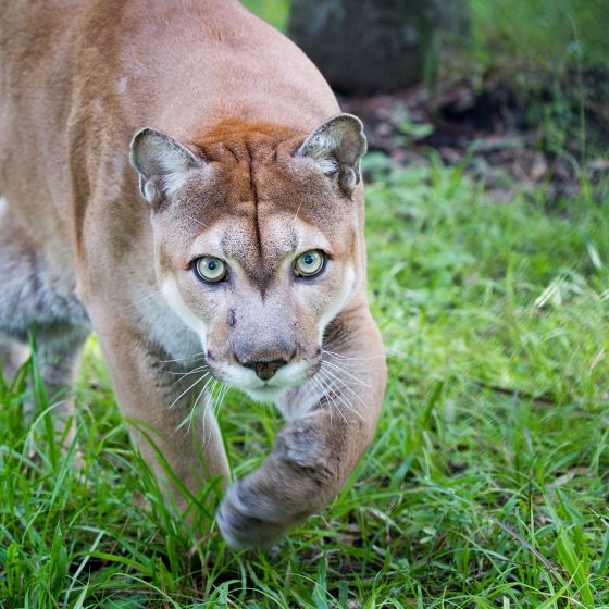 Florida panther