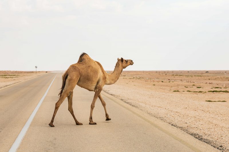 Camel crossing a highway