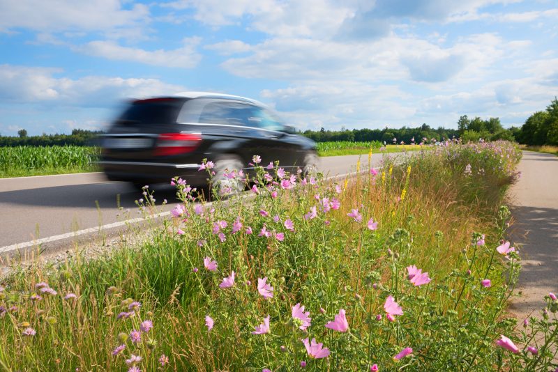 Roadside wildflowers