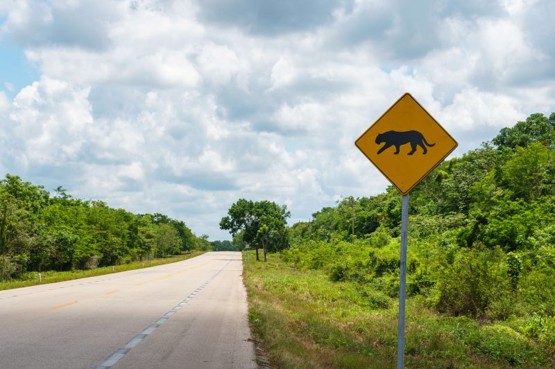 Panther crossing sign