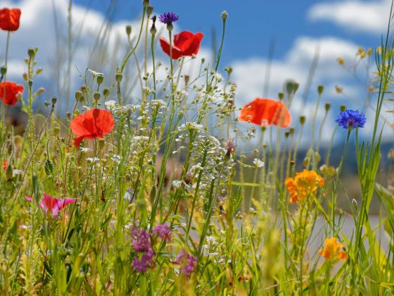 Florida Wildflowers