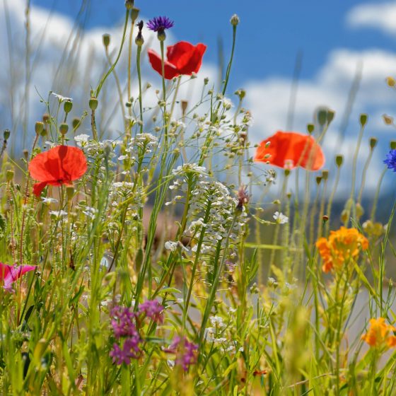 Florida Wildflowers