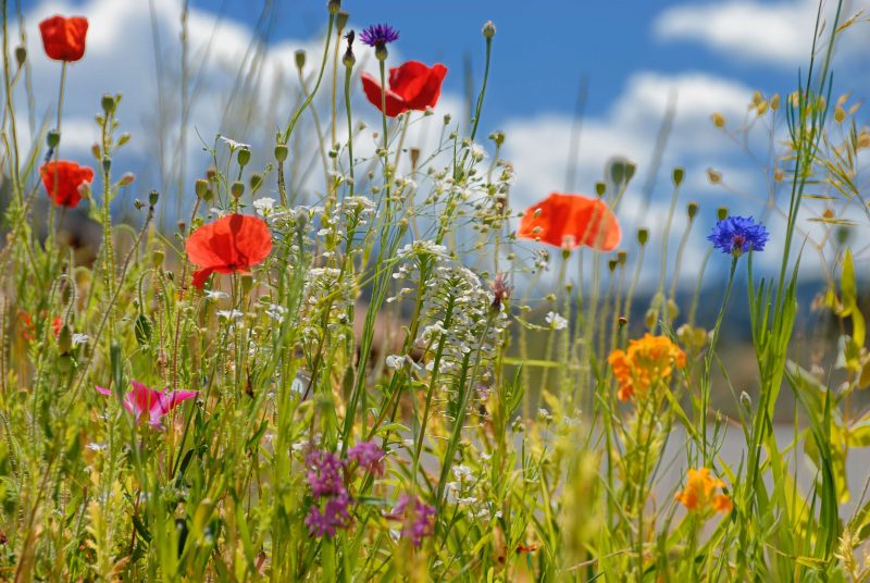 Florida Wildflowers