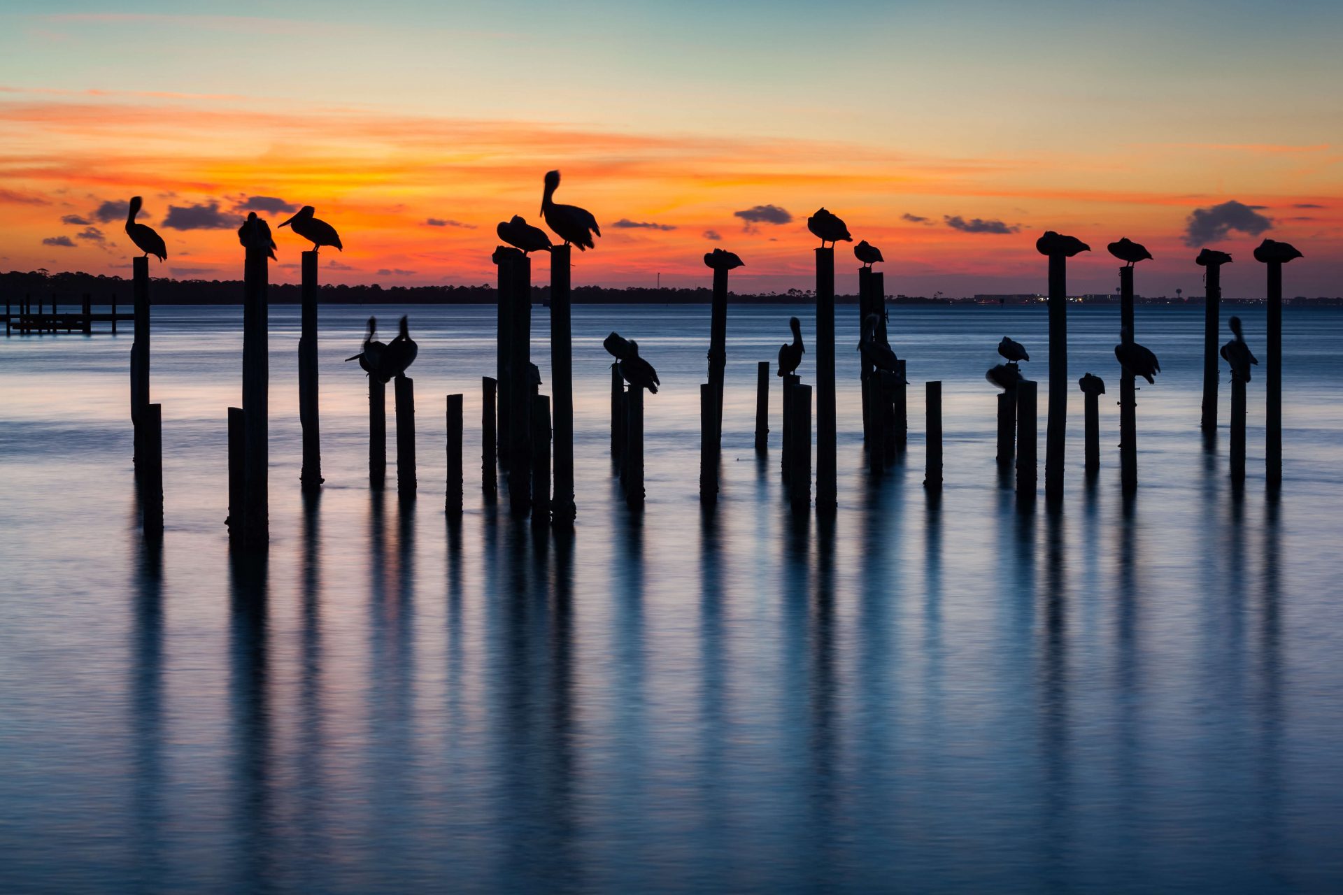 Florida sunset with birds