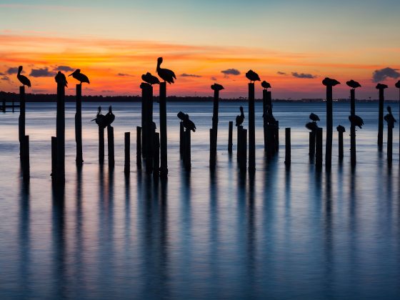 Florida sunset with birds