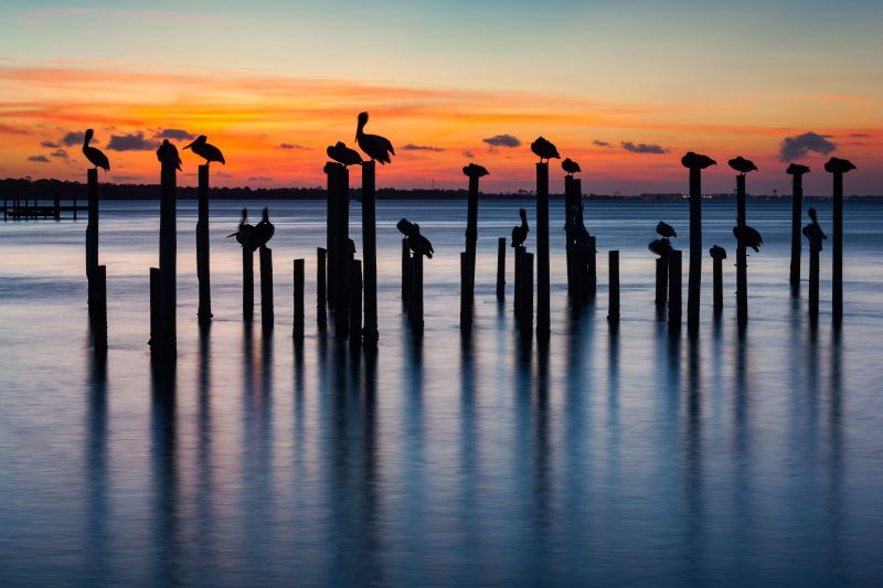 Florida sunset with birds